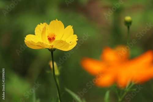 Yellow cosmos flower blooming