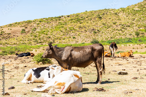 Herd of cows grazing on pasture on top of the mountain. Dairy and agriculture concept.