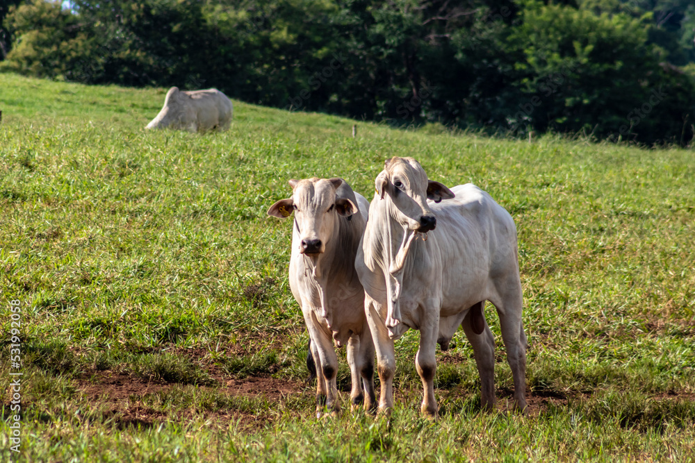 Herd of zebu Nellore animals in a pasture area of a beef cattle farm in Brazil