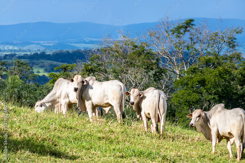 Obraz premium Herd of zebu Nellore animals in a pasture area of a beef cattle farm in Brazil