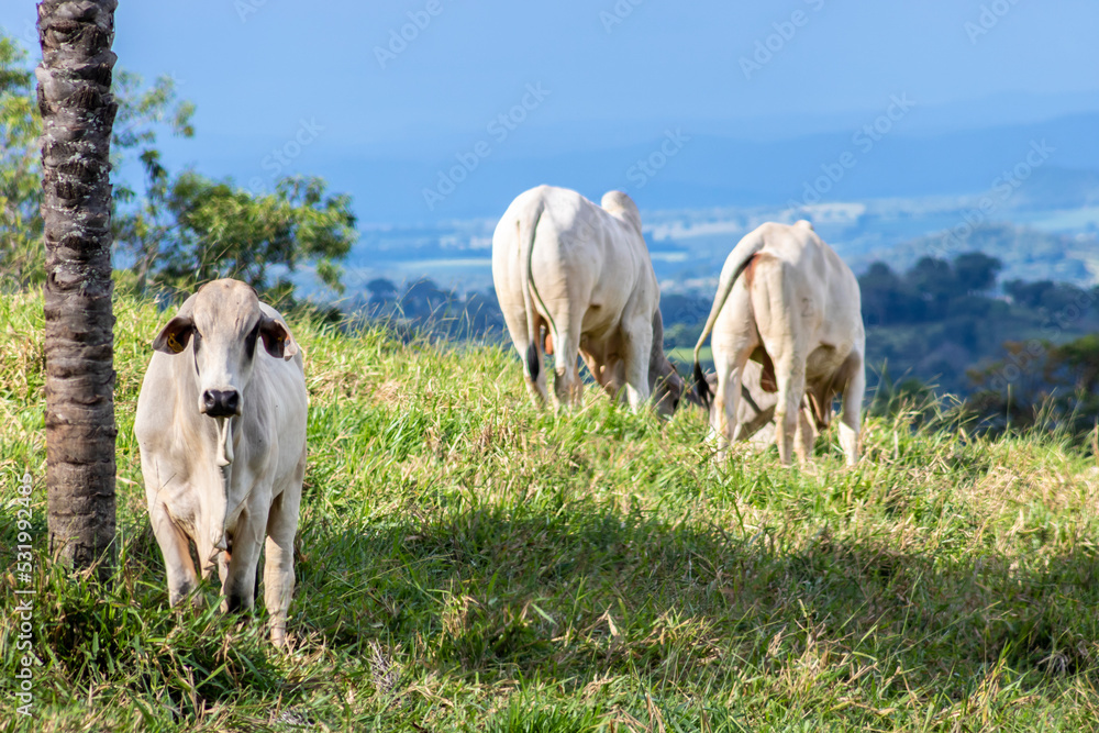 Obraz premium Herd of zebu Nellore animals in a pasture area of a beef cattle farm in Brazil