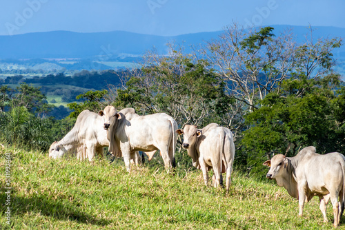 Herd of zebu Nellore animals in a pasture area of a beef cattle farm in Brazil © AlfRibeiro