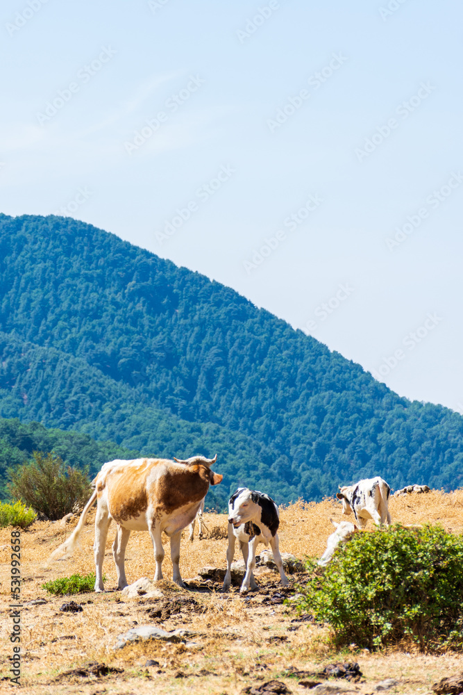 Herd of cows grazing on pasture on top of the mountain. Dairy and agriculture concept. Herd of cows grazing on pasture on top of the mountain. Dairy and agriculture concept.