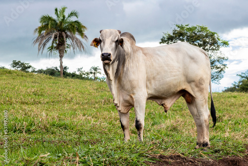 Herd of zebu Nellore animals in a pasture area of a beef cattle farm in Brazil photo