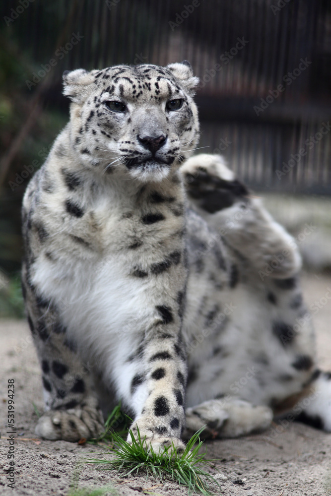 close up portrait of snow leopard sitting close up portrait of snow leopard sitting