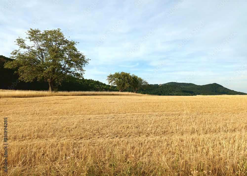 Abgeerntetes goldenes Feld im Hochsommer mit zwei Bäumen und Hügeln bei Sotzweiler, Landkreis St. Wendel, Saarland.