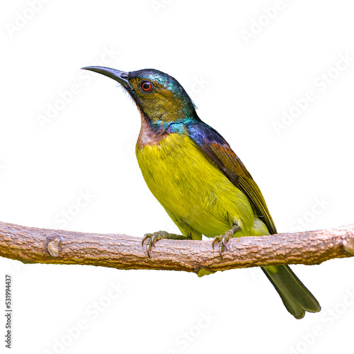 Brown-throated sunbird or Plain-throated sunbird or Anthreptes malacensis, beautiful bird isolated perching on the branch with white background and clipping path.