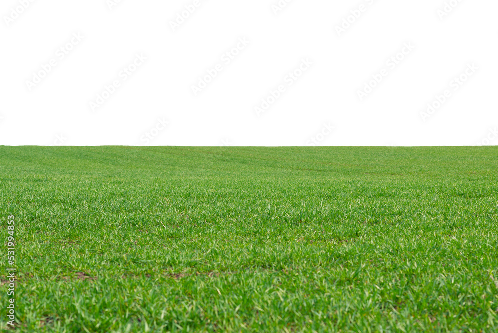 Obraz premium Green field as a background. Green grass in spring isolated on white background.