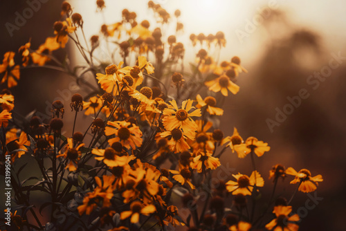 The beautiful yellow flowers of helenium fade, illuminated by sunlight at sunset. Autumn and the beauty of nature. ©  Valeri Vatel