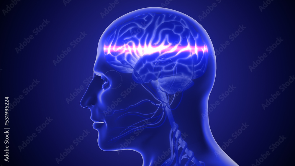 Human nervous system 3D illustration Human nervous system 3D illustration