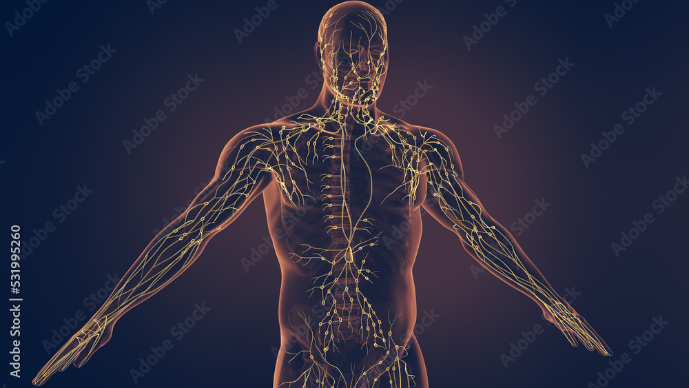 Human lymphatic system 3D illustration - obrazy, fototapety, plakaty 