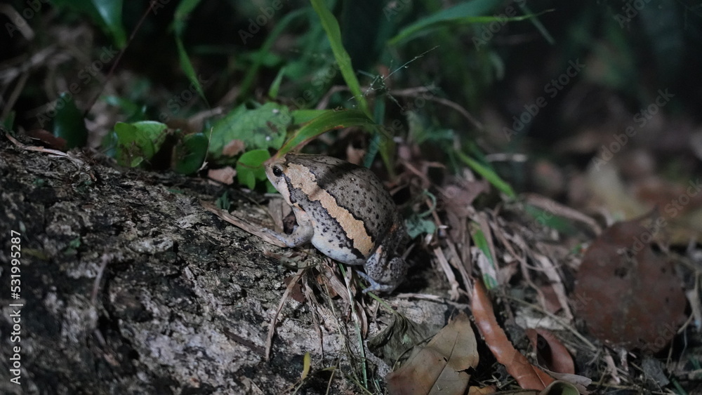 The banded bullfrog (Kaloula pulchra) is a species of frog in the narrow-mouthed frog family Microhylidae The banded bullfrog (Kaloula pulchra) is a species of frog in the narrow-mouthed frog family Microhylidae