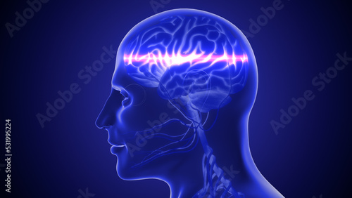 Human nervous system 3D illustration
