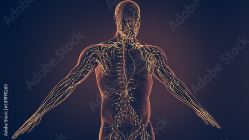 Human lymphatic system 3D illustration photo