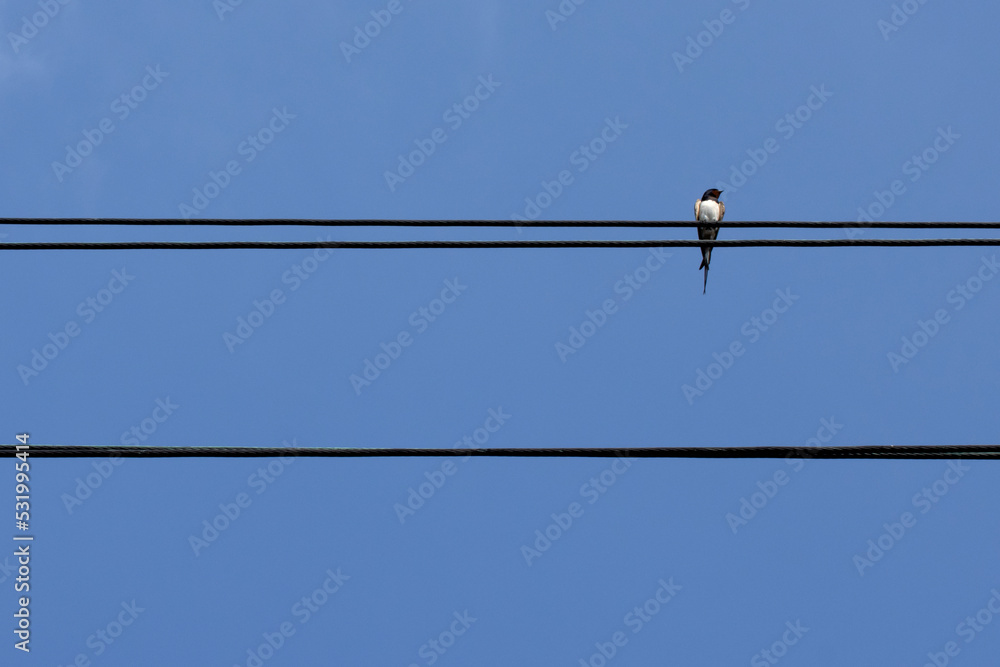 Single swallow on a wire against blue sky Single swallow on a wire against blue sky