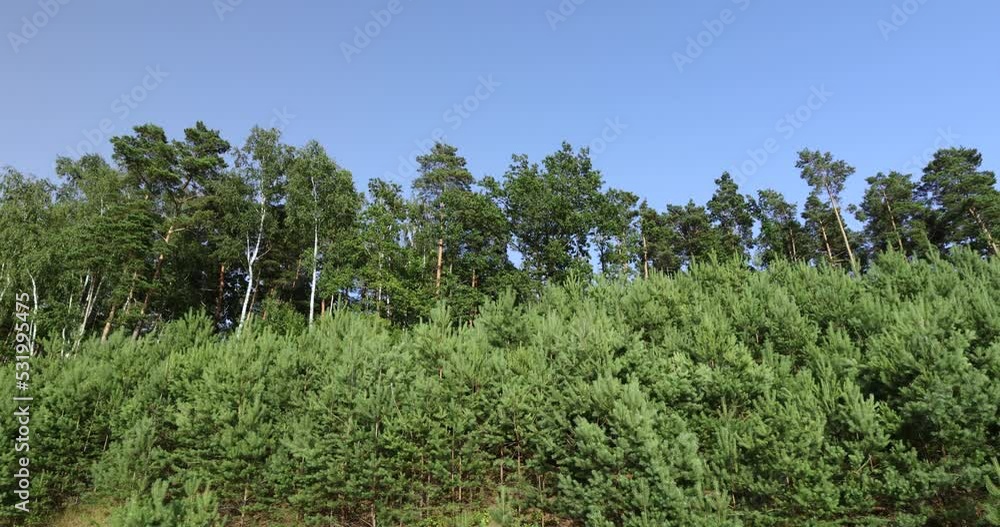 Trees in the forest in the summer Trees in the forest in the summer