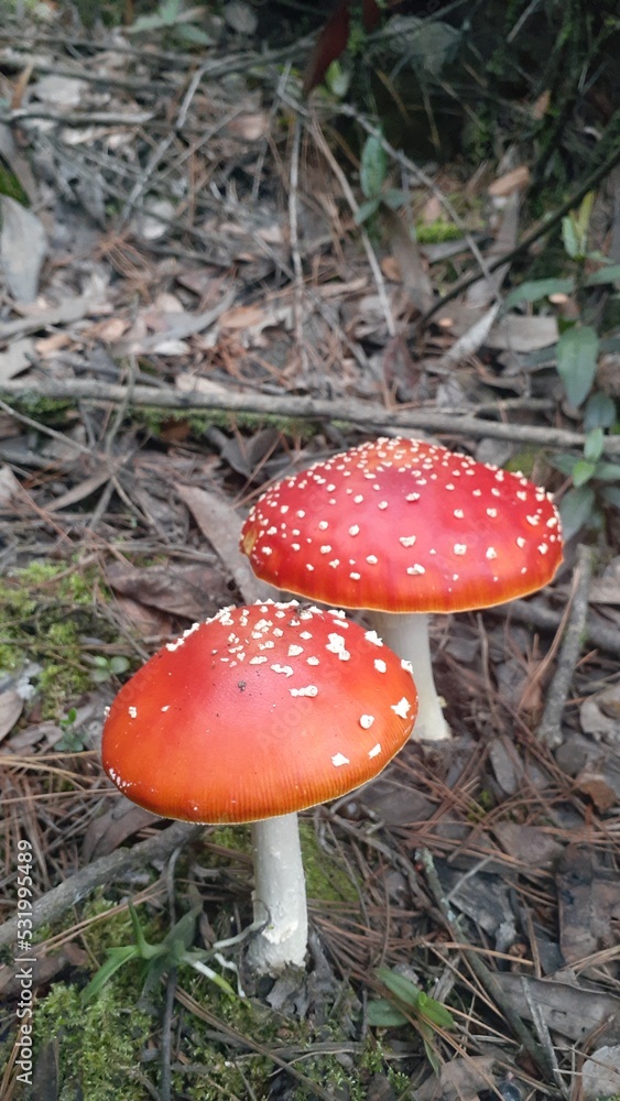 fly agaric mushroom