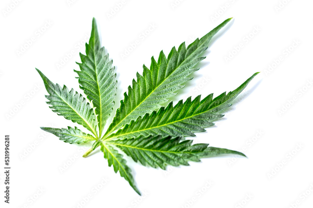 Green cannabis leaves isolated on white background.Cannabis is a standoff between a drug and a medicine.Medicinal indica with CBD. Growing medical marijuana. Green cannabis leaves isolated on white background.Cannabis is a standoff between a drug and a medicine.Medicinal indica with CBD. Growing medical marijuana.