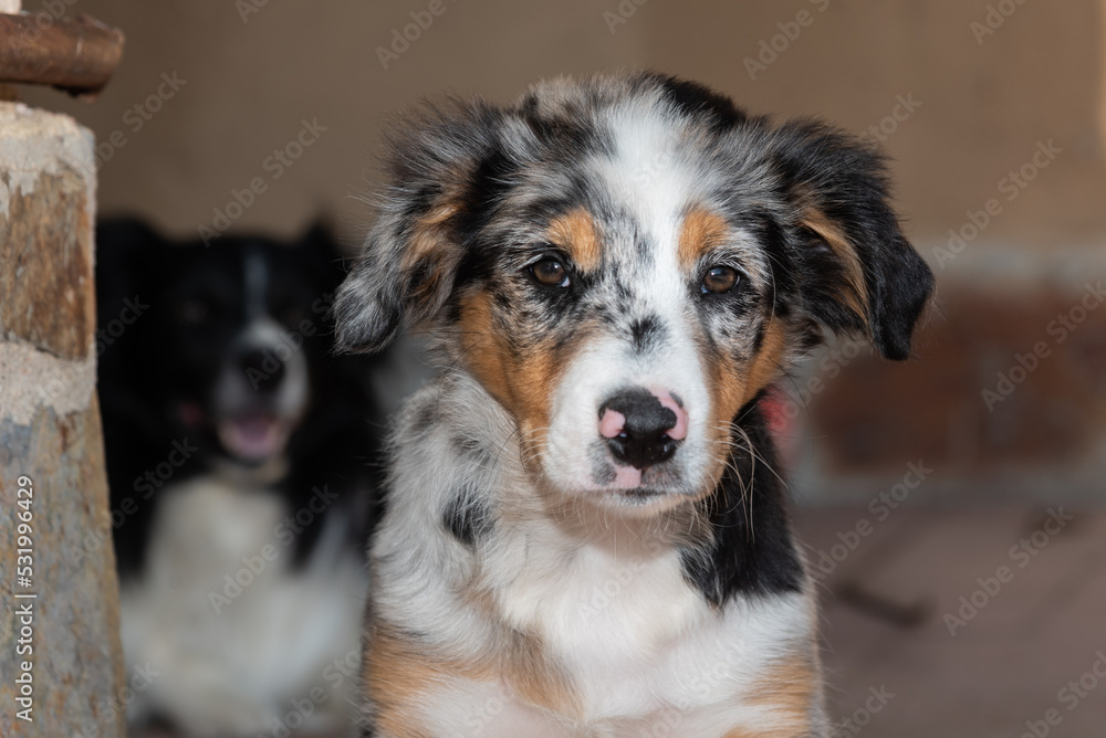 Close-up of a cute Australian Shepherd puppy and an adult Border Collie in the background, selective blur.
