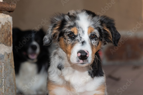 Close-up of a cute Australian Shepherd puppy and an adult Border Collie in the background, selective blur. © Jossfoto