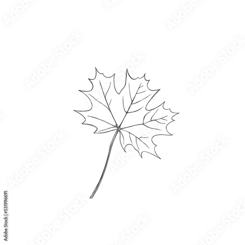 autumn maple leaf freehand illustration close-up isolated