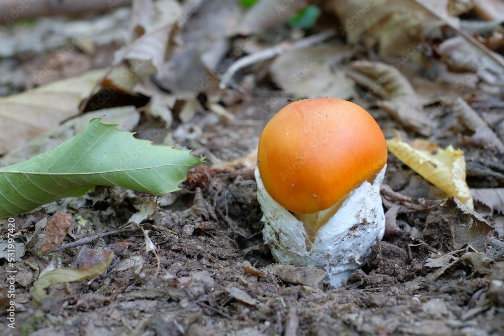 mushrooms in the woods, Amanita caesarea mushrooms in the woods, Amanita caesarea