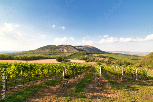Look over vineyard in Moravia region, Pálava. Czech Republic.