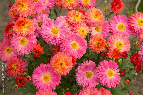 Fresh bright chrysanthemums. Japanese, korean style. Background for a beautiful greeting card. Autumn flowers in the garden