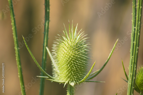 Closeup of cutleaf teasel green seed with selective focus on foreground