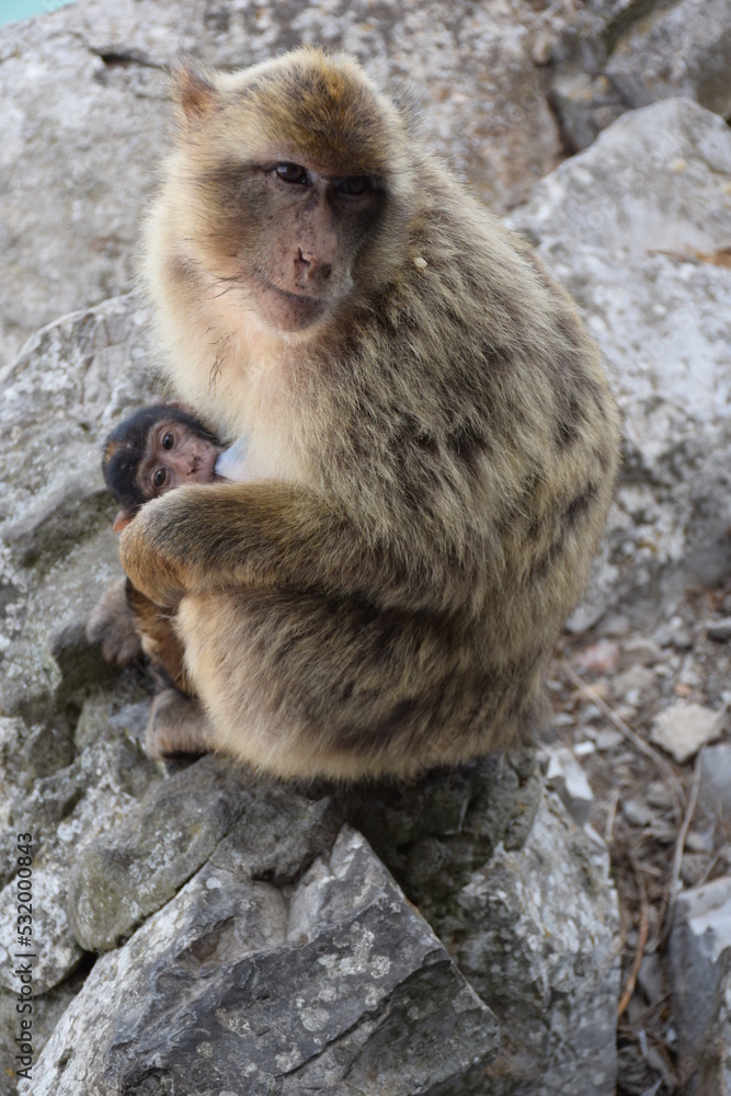 Sitting Monkey. Rock of Gibraltar