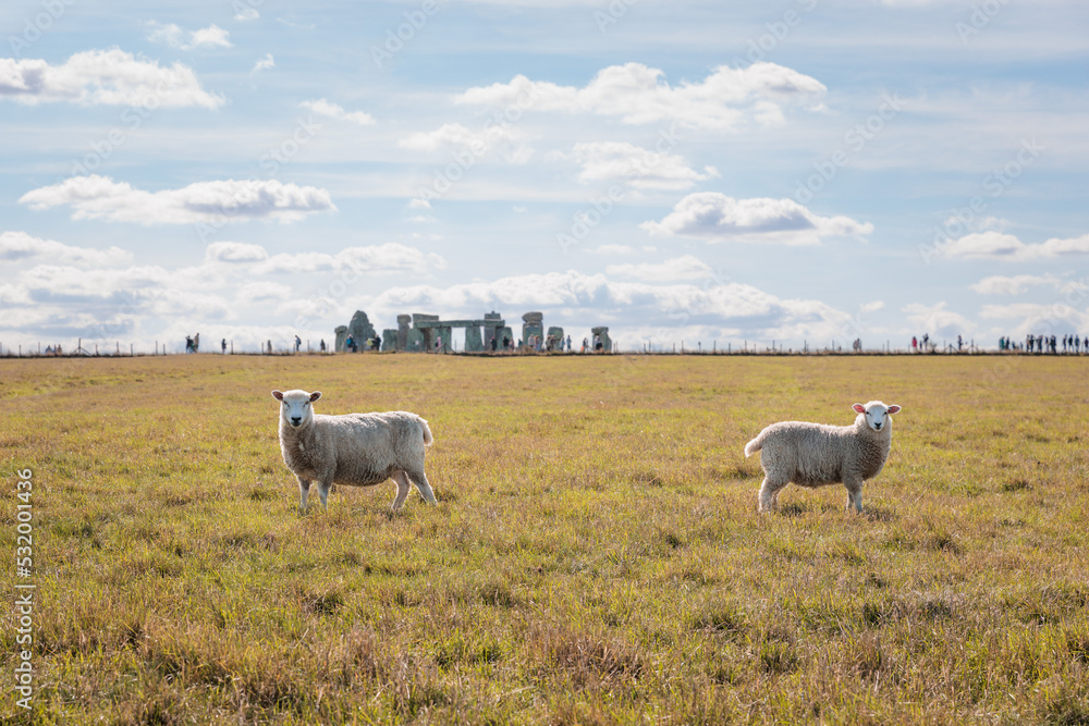 Sheep in the grass, near the historical landmark Stonehenge Sheep in the grass, near the historical landmark Stonehenge