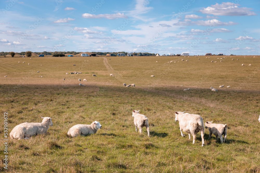 Fototapeta premium Sheep in the grass field, autumn