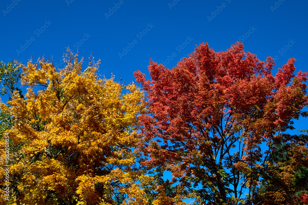 Treetops with leaves showing their beautiful fall colors against a clear bright blue sky at the John A. Finch Aboretum in Spokane, Washington. Treetops with leaves showing their beautiful fall colors against a clear bright blue sky at the John A. Finch Aboretum in Spokane, Washington.
