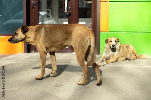 Two stray dogs on street in summer. Pets without owners.