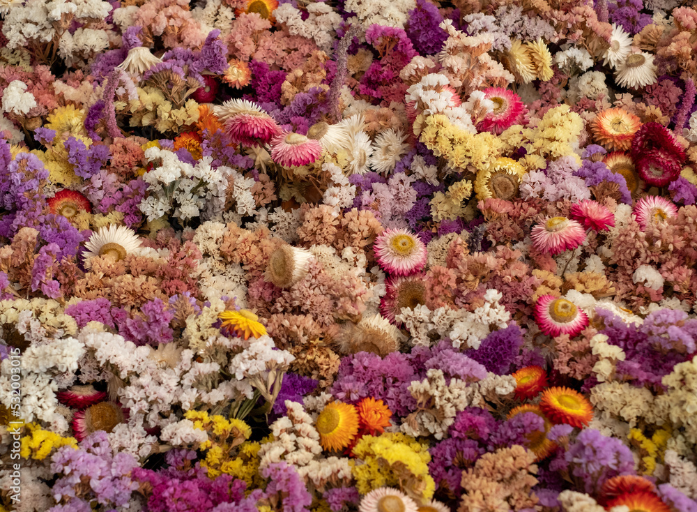 Mass of colourful dried flowers, photographed with a macro lens at a garden in Wisley, Surrey UK. Mass of colourful dried flowers, photographed with a macro lens at a garden in Wisley, Surrey UK.