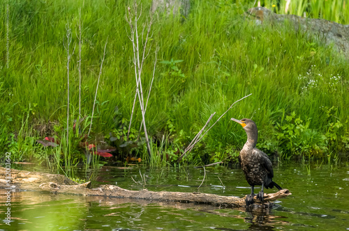 Cormoran se fesant sécher au soleil

