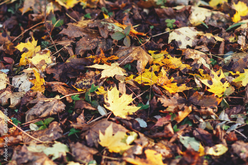 Colorful fallen autumn maple leaves. Seasonal background for your ideas