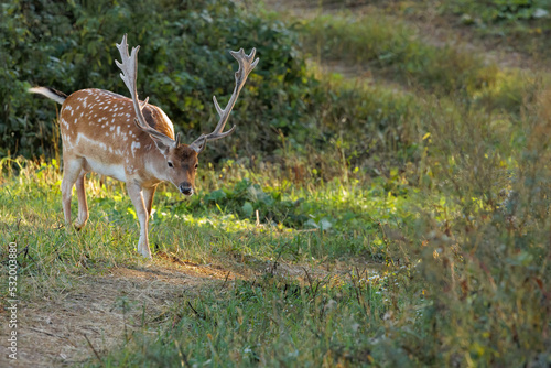 A fallow deer bull (Dama dama), in the light of the setting light and with beautiful, plump antlers,Side view © Tomasz Kubis