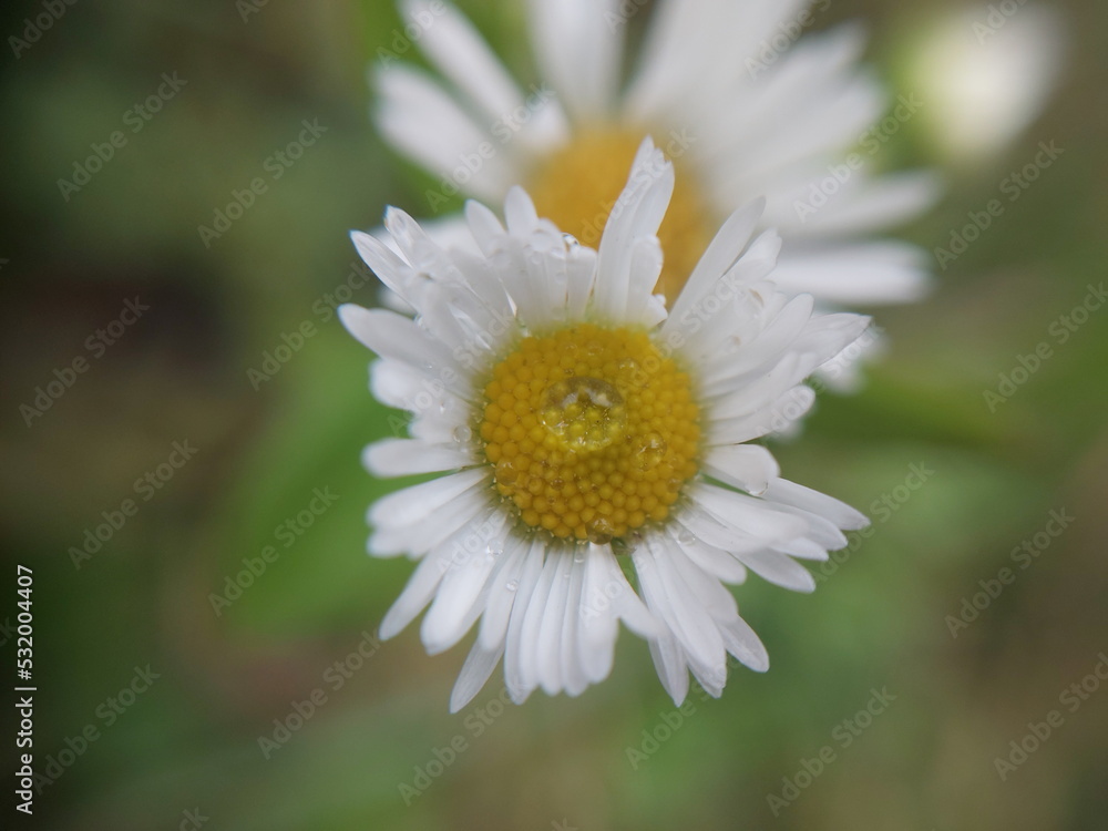 Fototapeta premium Colorful autumn flowers in the autumn garden