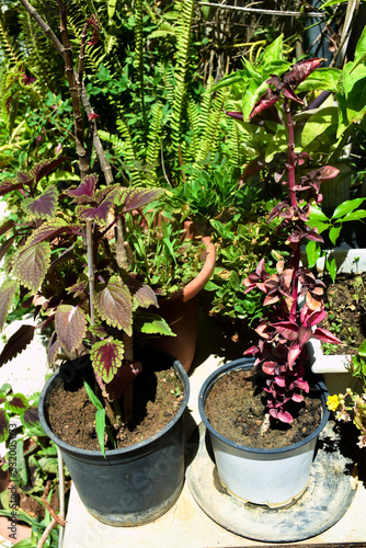 Wallpaper Mural Plant in a pot Torontodigital.ca