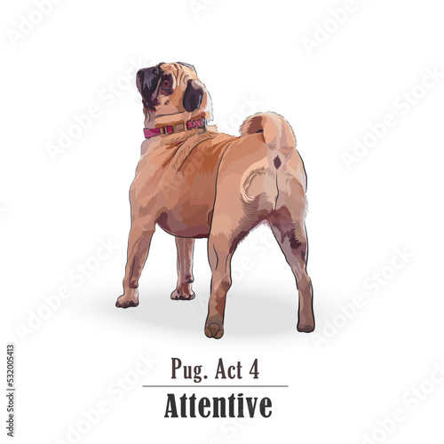Rear view of a Pug dog with an attentive sight
