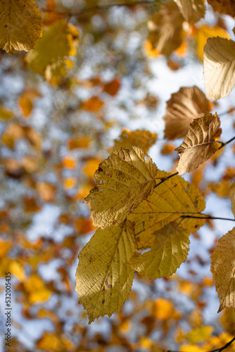 Tree leaves in Autumn