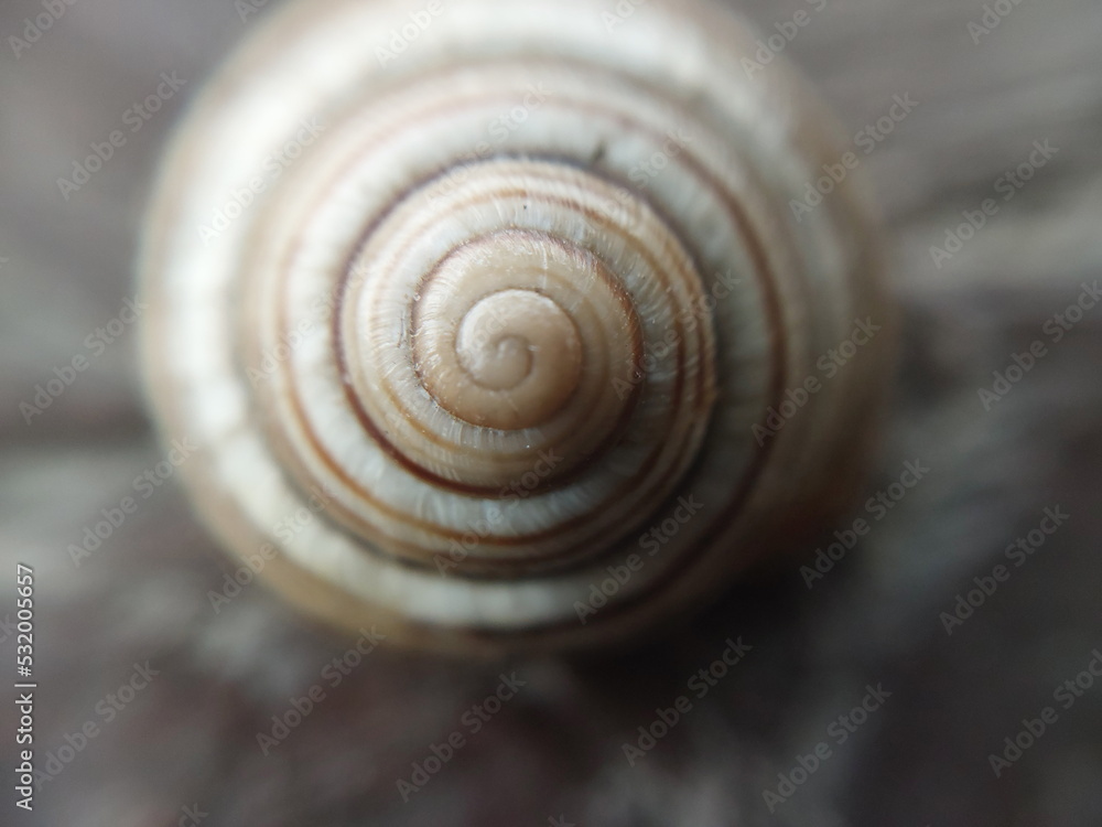 Land snail shell in the garden Land snail shell in the garden