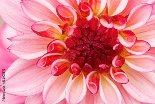 Close-up of an pink and red dahlia showing its textures, patterns and details © Dean Pennala