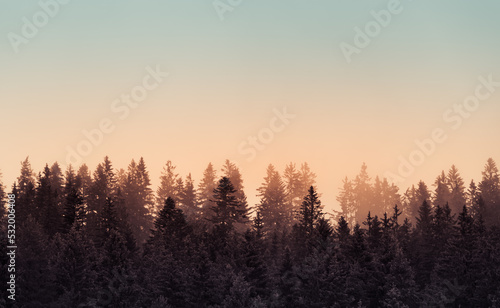 sunrise in the mountain misty forest  © kieferpix