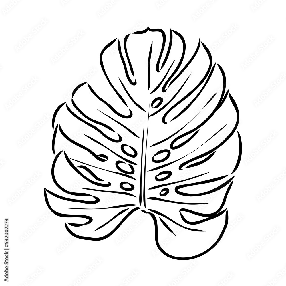 Exotic monstera. Continuous one-line drawing. Handmade summer tropical leaf on white background. Minimalist design. Maranta leaf. Exotic monstera. Continuous one-line drawing. Handmade summer tropical leaf on white background. Minimalist design. Maranta leaf.