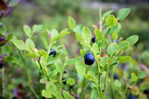 Blueberries, berries on a bush in the forest