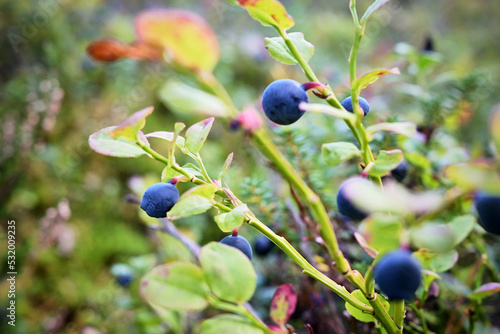 Blueberries, berries on a bush in the forest