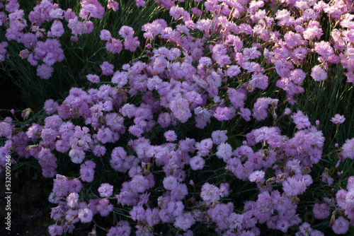 purple and yellow flowers