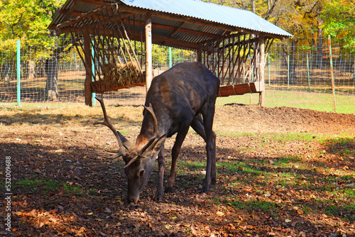 Center for breeding Caucasian deer in Dilijan National Park  Armenia  